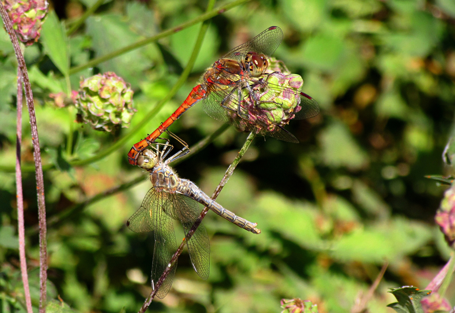 --- Große Heidelibelle (Sympetrum striolatum) ---