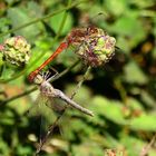 --- Große Heidelibelle (Sympetrum striolatum) ---