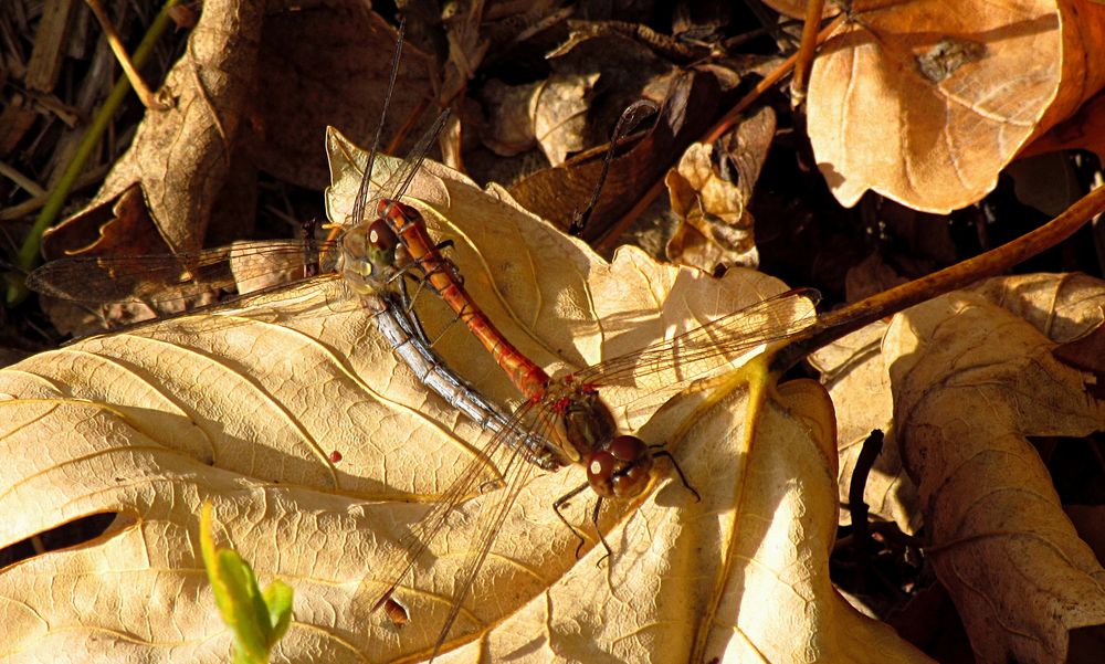 --- Große Heidelibelle (Sympetrum striolatum) --- 