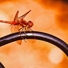 Große Heidelibelle (Sympetrum striolatum)