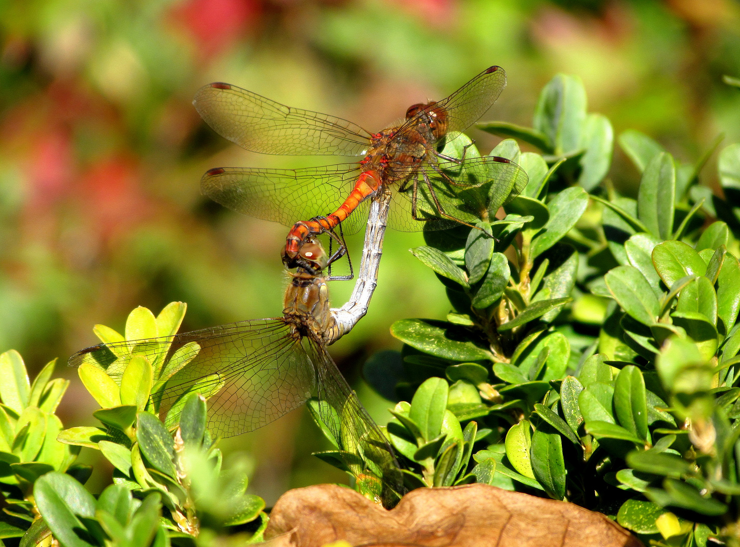 ... Große Heidelibelle (Sympetrum striolatum) ...