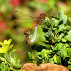 ... Große Heidelibelle (Sympetrum striolatum) ...