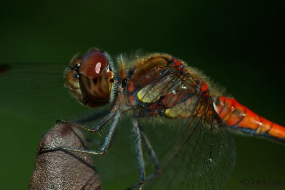 Große Heidelibelle - Sympetrum striolatum