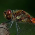 Große Heidelibelle - Sympetrum striolatum