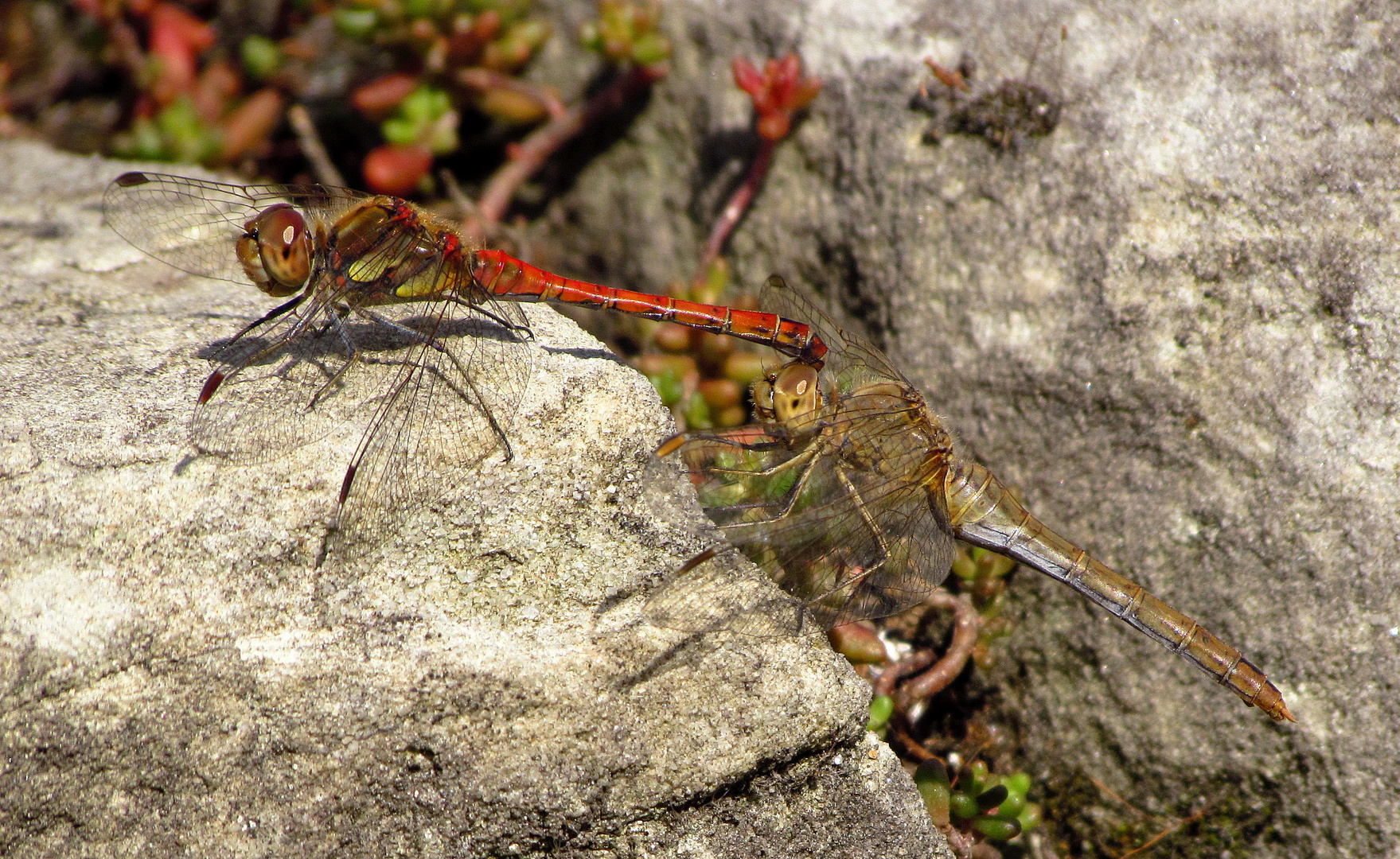 ... Große Heidelibelle (Sympetrum striolatum) ...