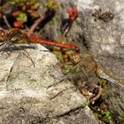 ... Große Heidelibelle (Sympetrum striolatum) ...