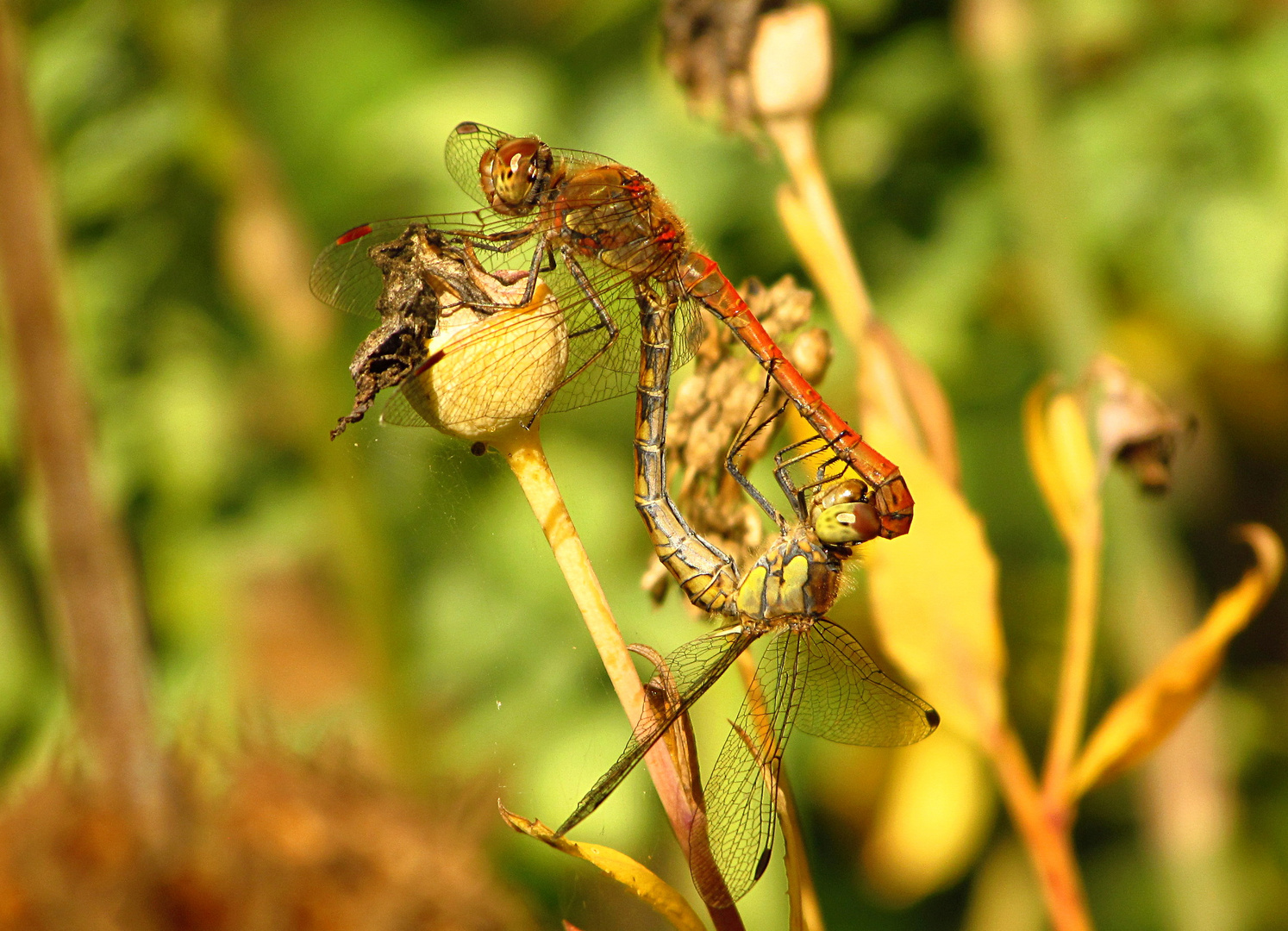 --- Große Heidelibelle (Sympetrum striolatum) ---