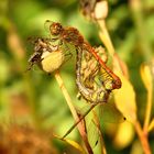 --- Große Heidelibelle (Sympetrum striolatum) ---