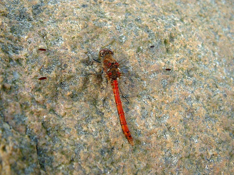 Große Heidelibelle (Sympetrum striolatum)