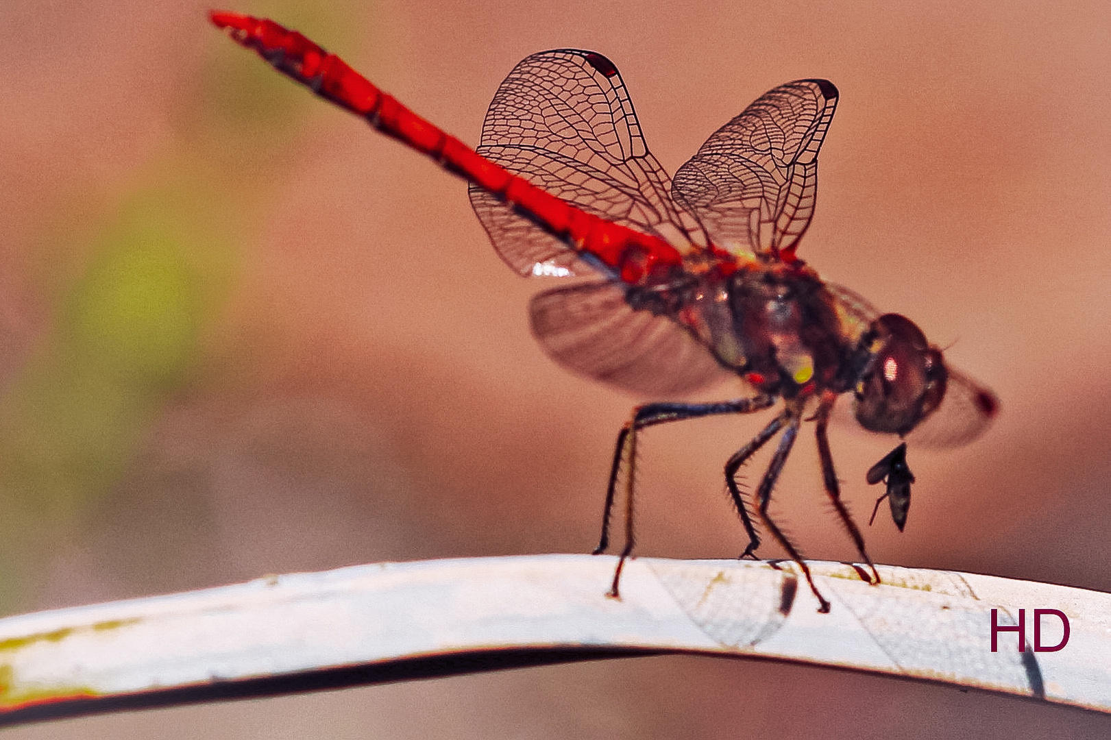 Große Heidelibelle (Sympetrum striolatum)