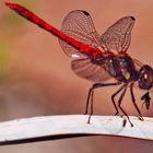 Große Heidelibelle (Sympetrum striolatum)