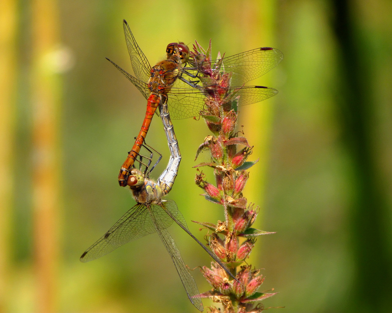 Große Heidelibelle (Sympetrum striolatum)