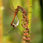 Große Heidelibelle (Sympetrum striolatum)