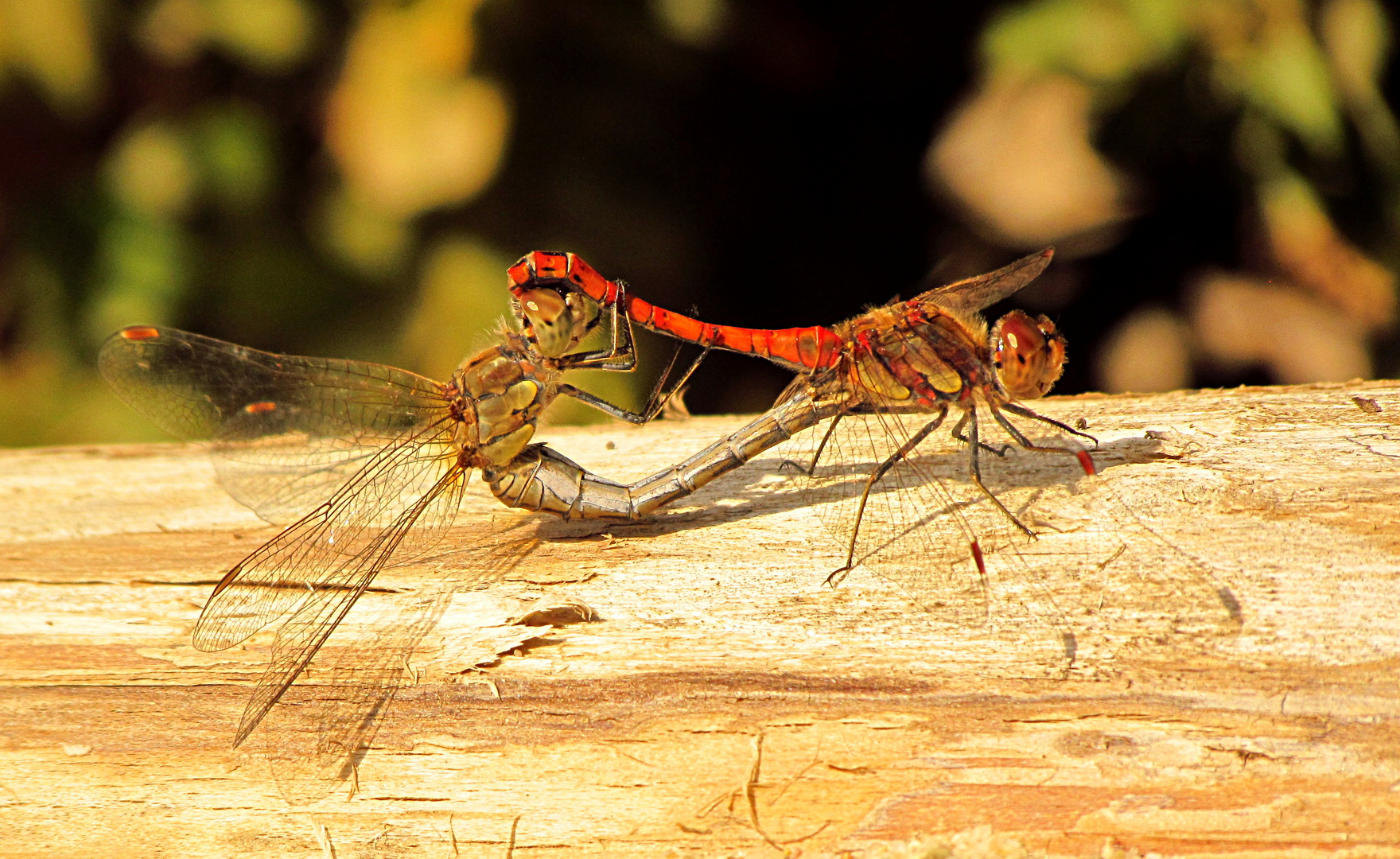 --- Große Heidelibelle (Sympetrum striolatum) ---