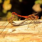 --- Große Heidelibelle (Sympetrum striolatum) ---