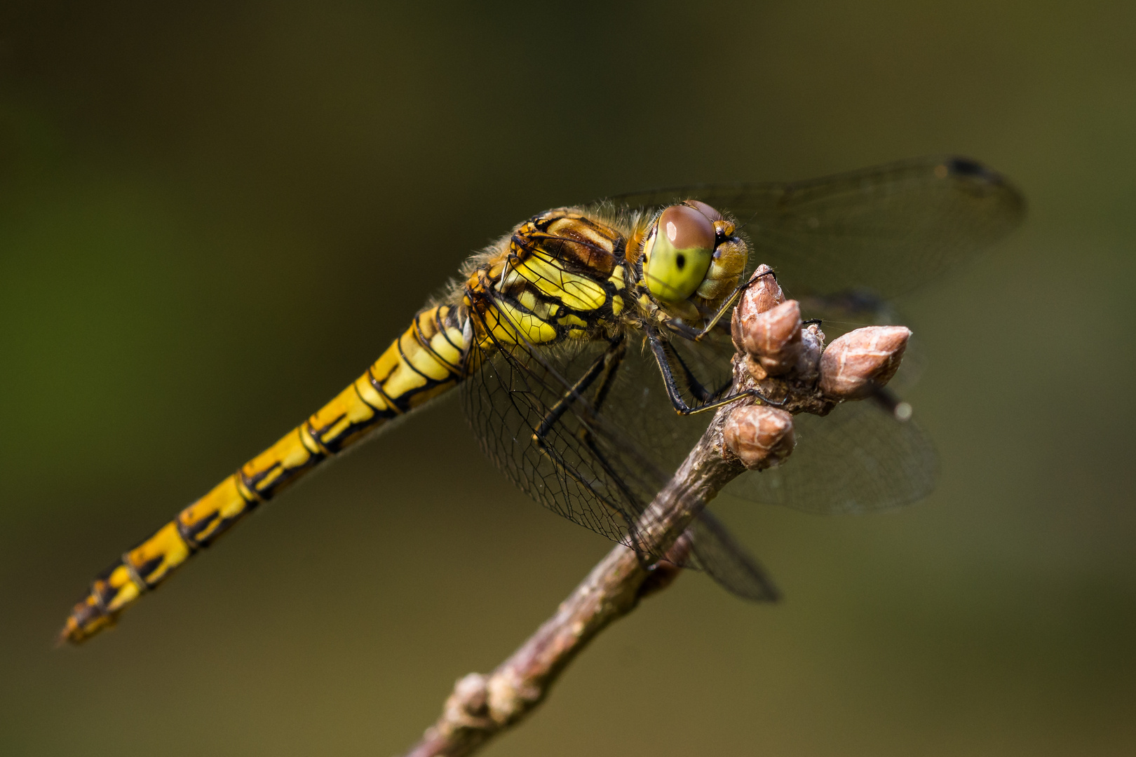 Große Heidelibelle - Sympetrum striolatum