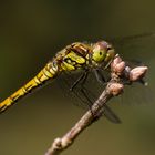 Große Heidelibelle - Sympetrum striolatum