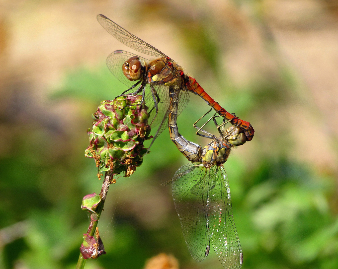 ... Große Heidelibelle (Sympetrum striolatum) ...