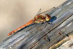 Große Heidelibelle (Sympetrum striolatum) II