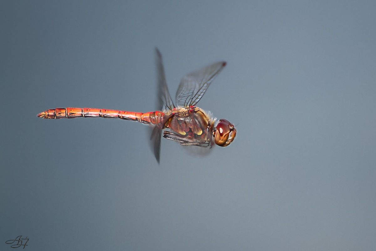 Große Heidelibelle (Sympetrum striolatum) im Flug