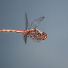 Große Heidelibelle (Sympetrum striolatum) im Flug