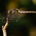 Große Heidelibelle (Sympetrum striolatum) im Garten