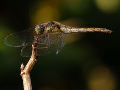 Große Heidelibelle (Sympetrum striolatum) im Garten