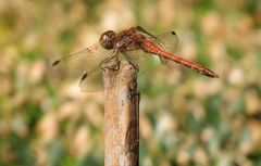 Große Heidelibelle (Sympetrum striolatum) im heimischen Garten