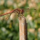 Große Heidelibelle (Sympetrum striolatum) im heimischen Garten