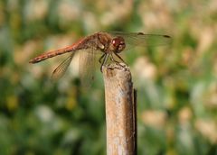 Große Heidelibelle (Sympetrum striolatum) im heimischen Garten