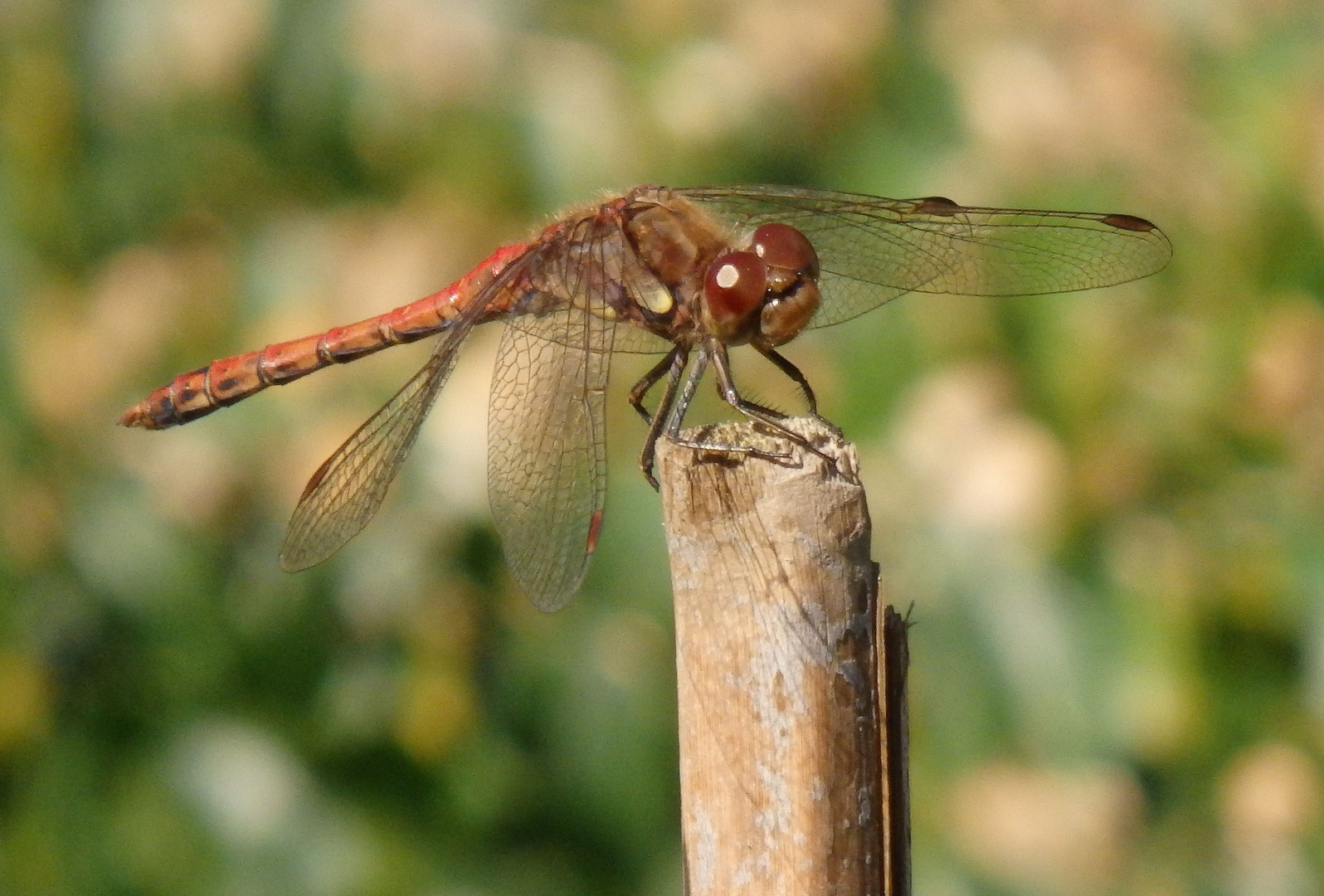 Große Heidelibelle (Sympetrum striolatum) im heimischen Garten