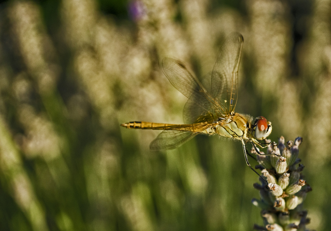  Große Heidelibelle (Sympetrum striolatum) Junges Männchen