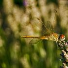  Große Heidelibelle (Sympetrum striolatum) Junges Männchen