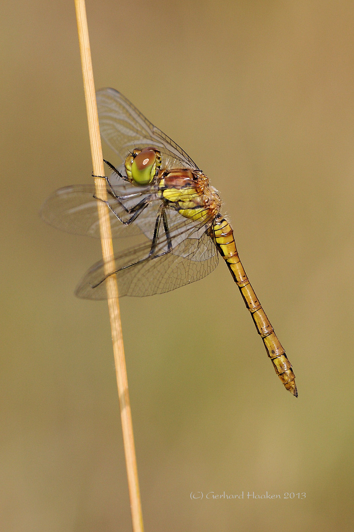 Große Heidelibelle (Sympetrum striolatum) m