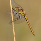 Große Heidelibelle (Sympetrum striolatum) m