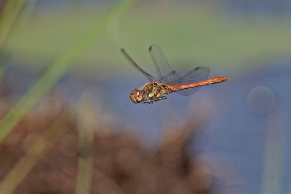 Große Heidelibelle (Sympetrum striolatum), Männchen