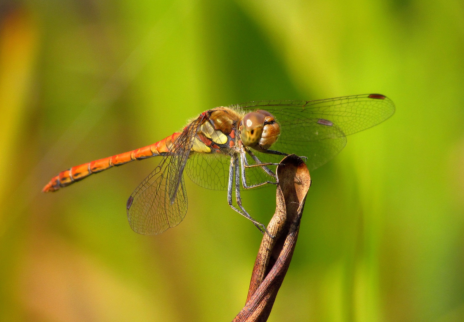 Große Heidelibelle (Sympetrum striolatum), Männchen