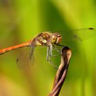 Große Heidelibelle (Sympetrum striolatum), Männchen