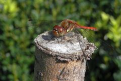 Große Heidelibelle (Sympetrum striolatum) - Männchen