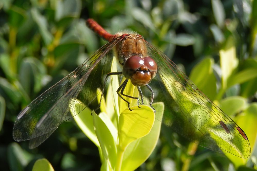 Große Heidelibelle (Sympetrum striolatum) - Männchen