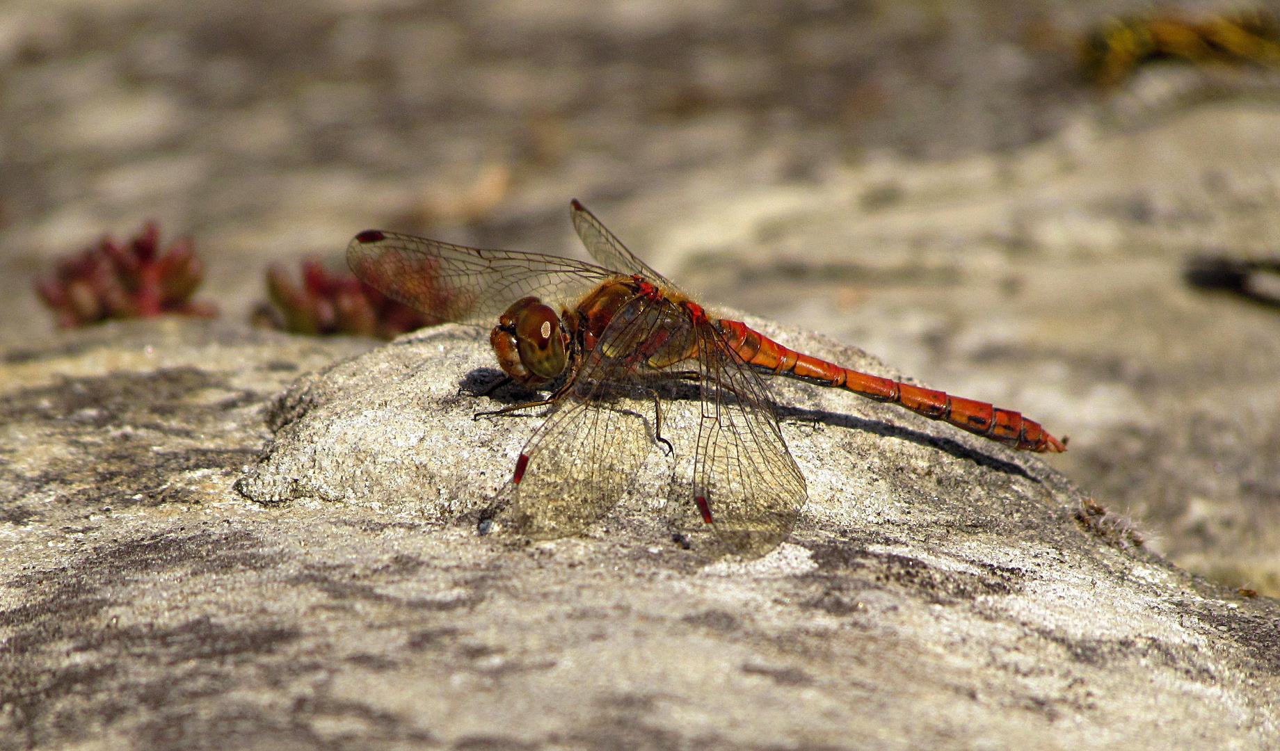 Große Heidelibelle (Sympetrum striolatum), Männchen