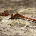 Große Heidelibelle (Sympetrum striolatum), Männchen