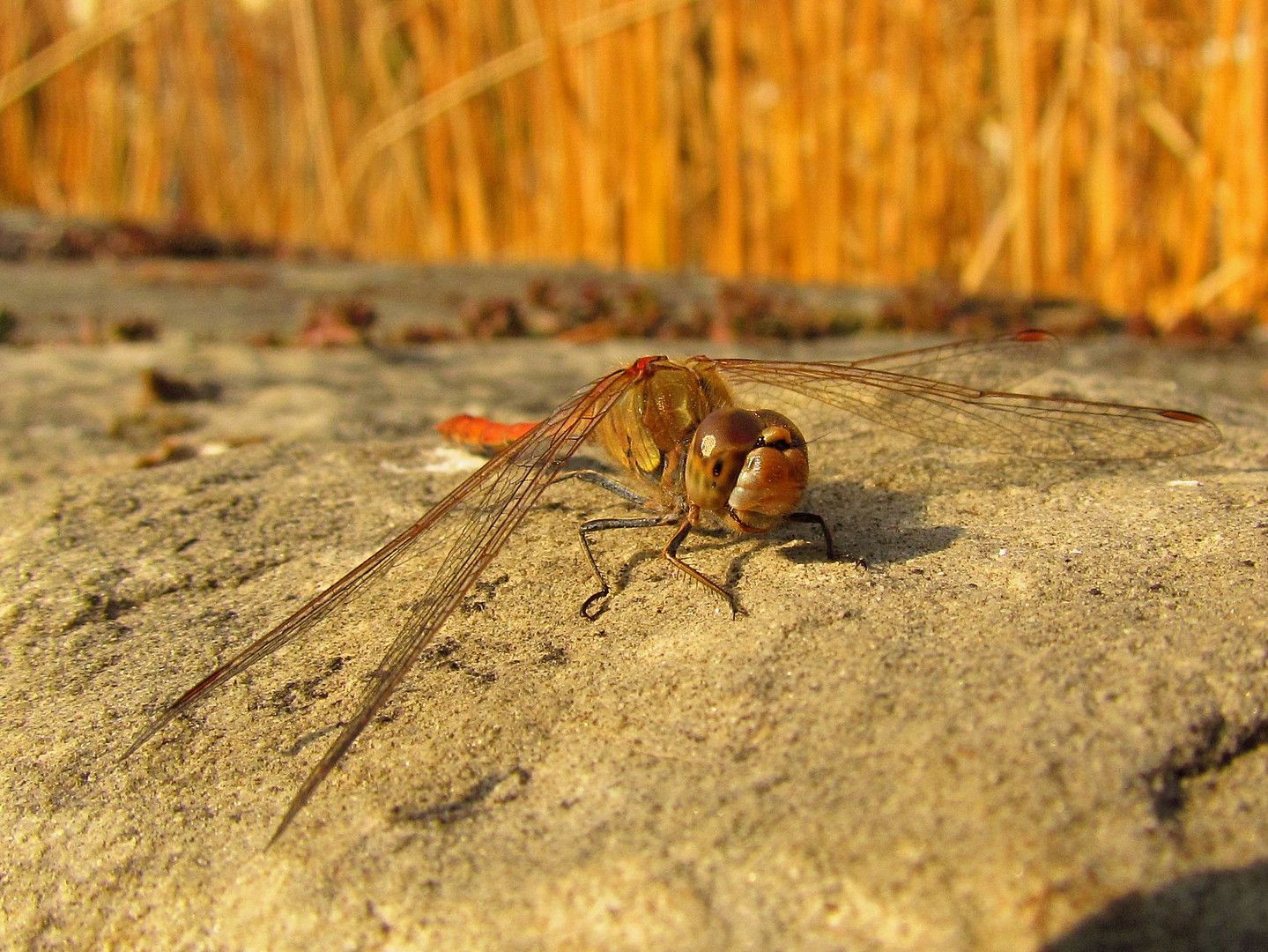 Große Heidelibelle (Sympetrum striolatum), Männchen