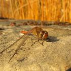 Große Heidelibelle (Sympetrum striolatum), Männchen