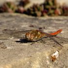 Große Heidelibelle (Sympetrum striolatum), Männchen