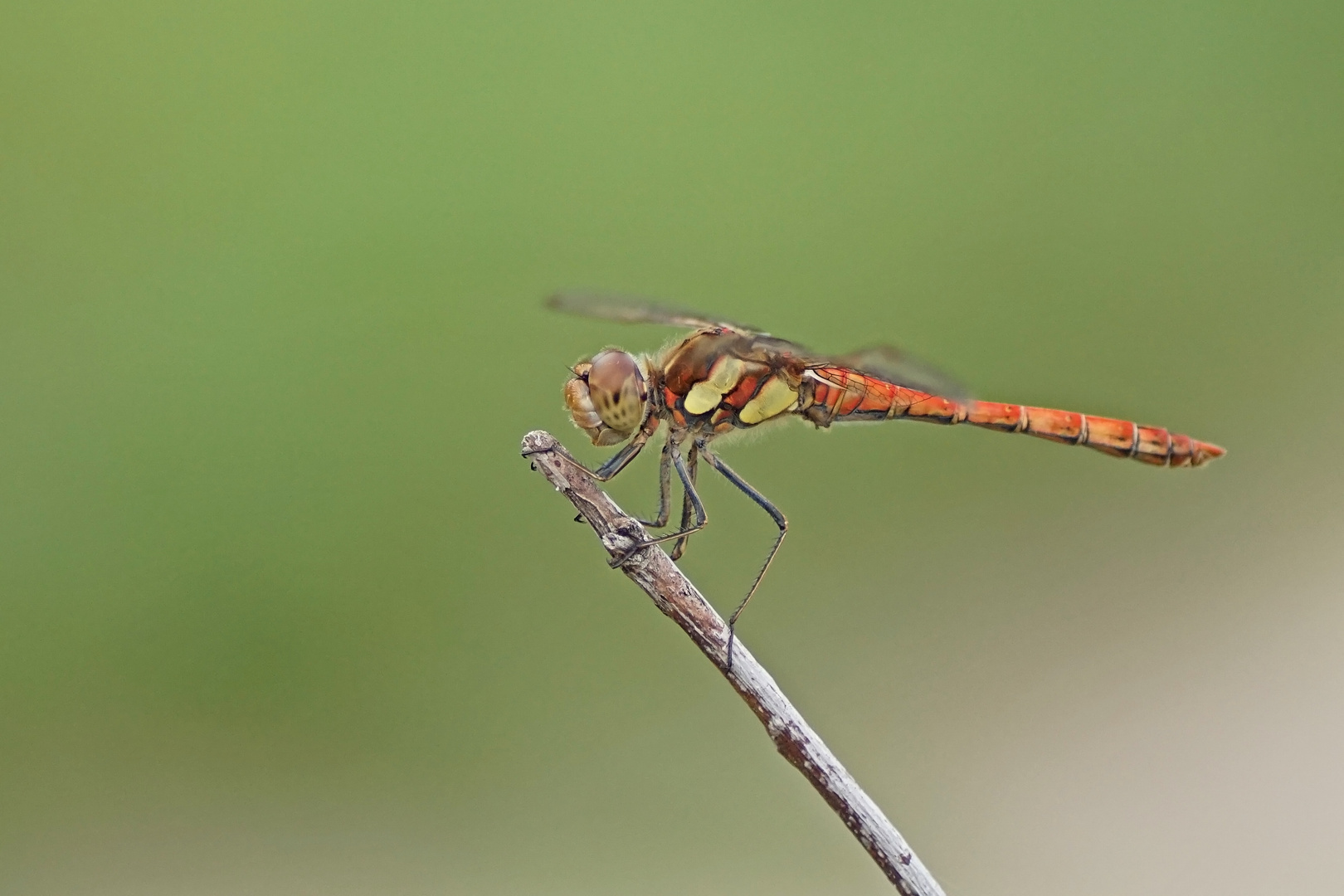 Große Heidelibelle (Sympetrum striolatum), Männchen