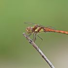 Große Heidelibelle (Sympetrum striolatum), Männchen