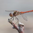 Große Heidelibelle (Sympetrum striolatum), Männchen