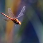 Große Heidelibelle (Sympetrum striolatum), Männchen