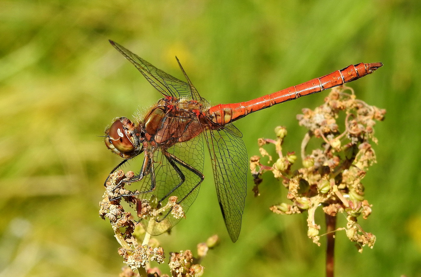 Große Heidelibelle – Sympetrum striolatum / Männchen